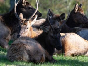 A group of elk lies in sunlight