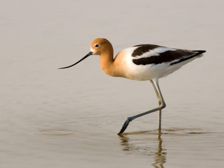 American Avocet