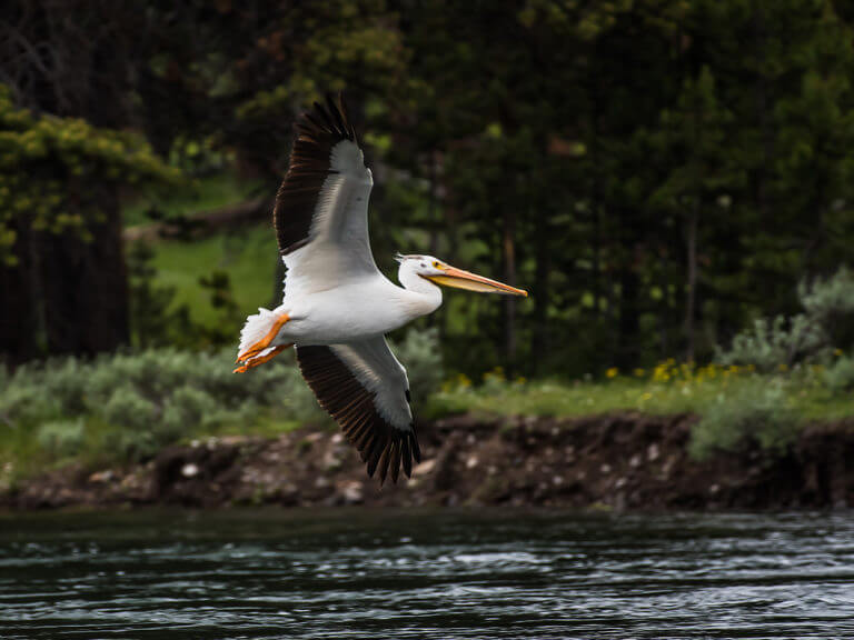 American White Pelican