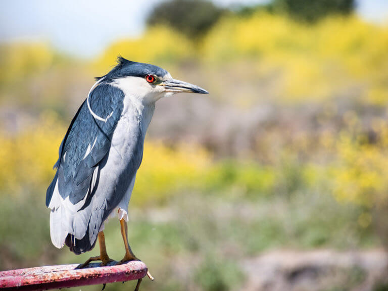 Black Crowned Night Heron