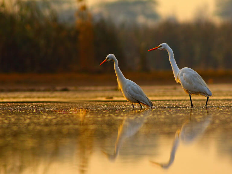 A pair of egrets