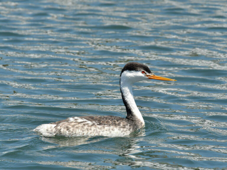 Western and Clark Grebe