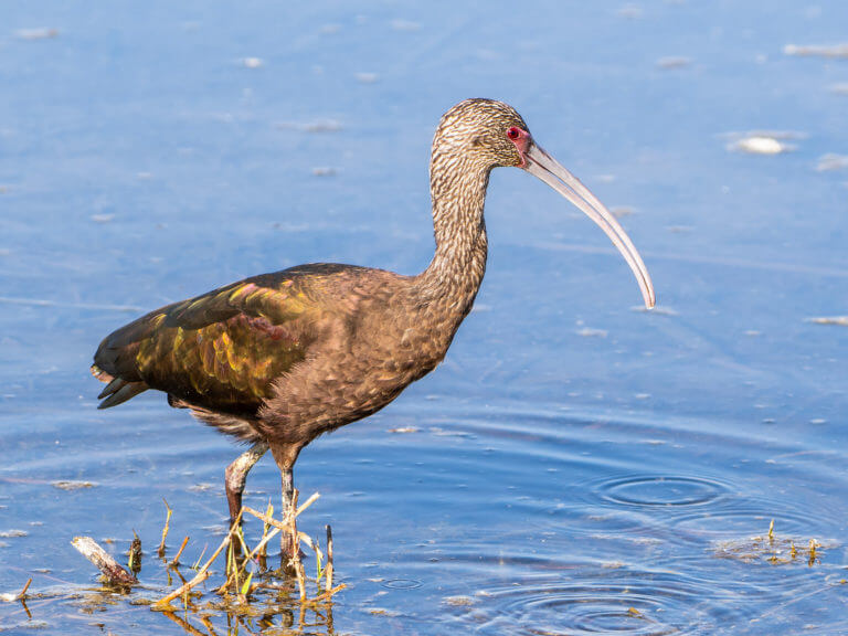 White-Faced Ibis