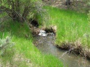 Stream at Goose Lake