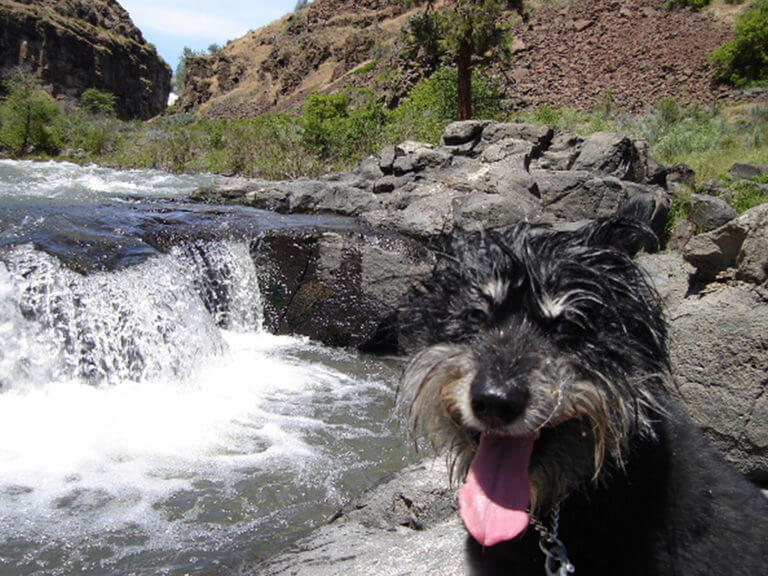 Happy dog at White River Falls State Park