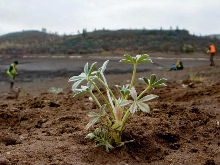 A plant start is shown in closeup as people continue replanting work in the background