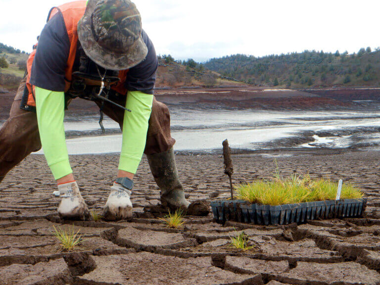 A man plants starts from a tray on the mud of a riverbank