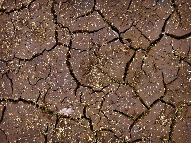 Closeup view of newly distributed seeds on cracked mud