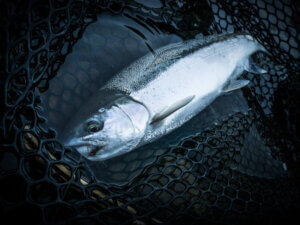 A silver salmon in a net, recently pulled from the river