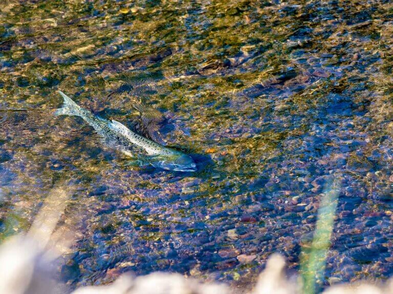 A salmon swimming in shallow water, viewed from overhead