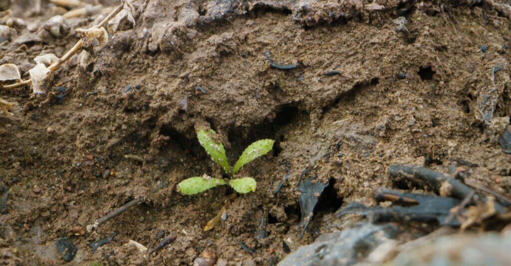 A seedling grows adjacent to the river