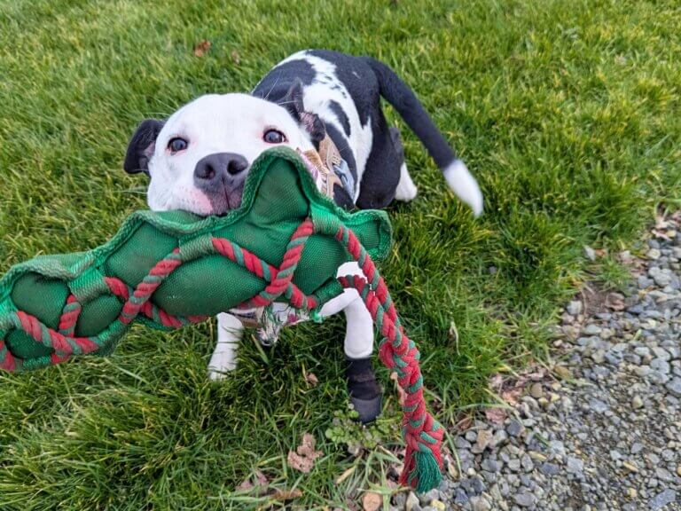 A black and white puppy plays with a pull toy